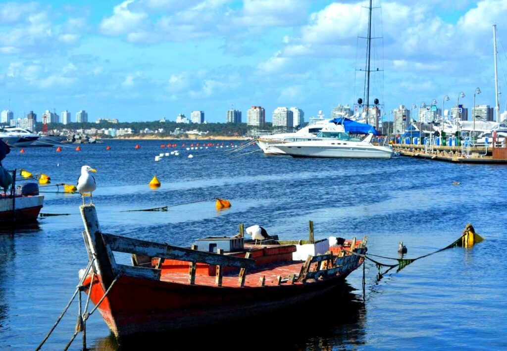 Wooden fishing boat with a seagull on the bow in Punta del Este