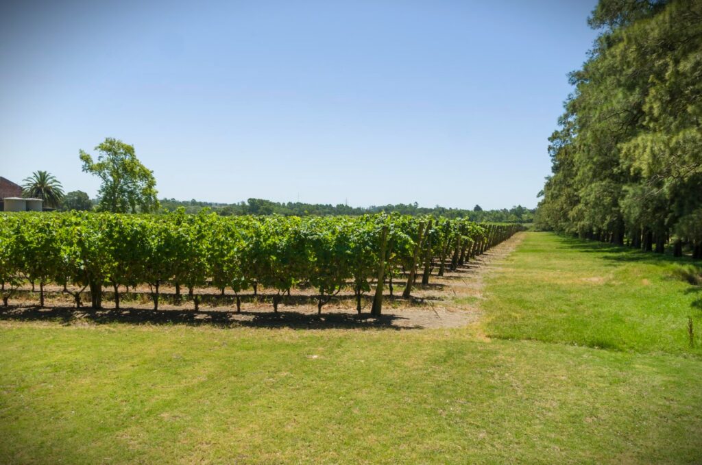 Schöne europäische Moscato-Weinreben in einem uruguayischen Weingut in der Region Canelones